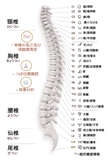 脊椎スキャニング図(頚椎・胸椎・腰椎・仙椎・尾椎)